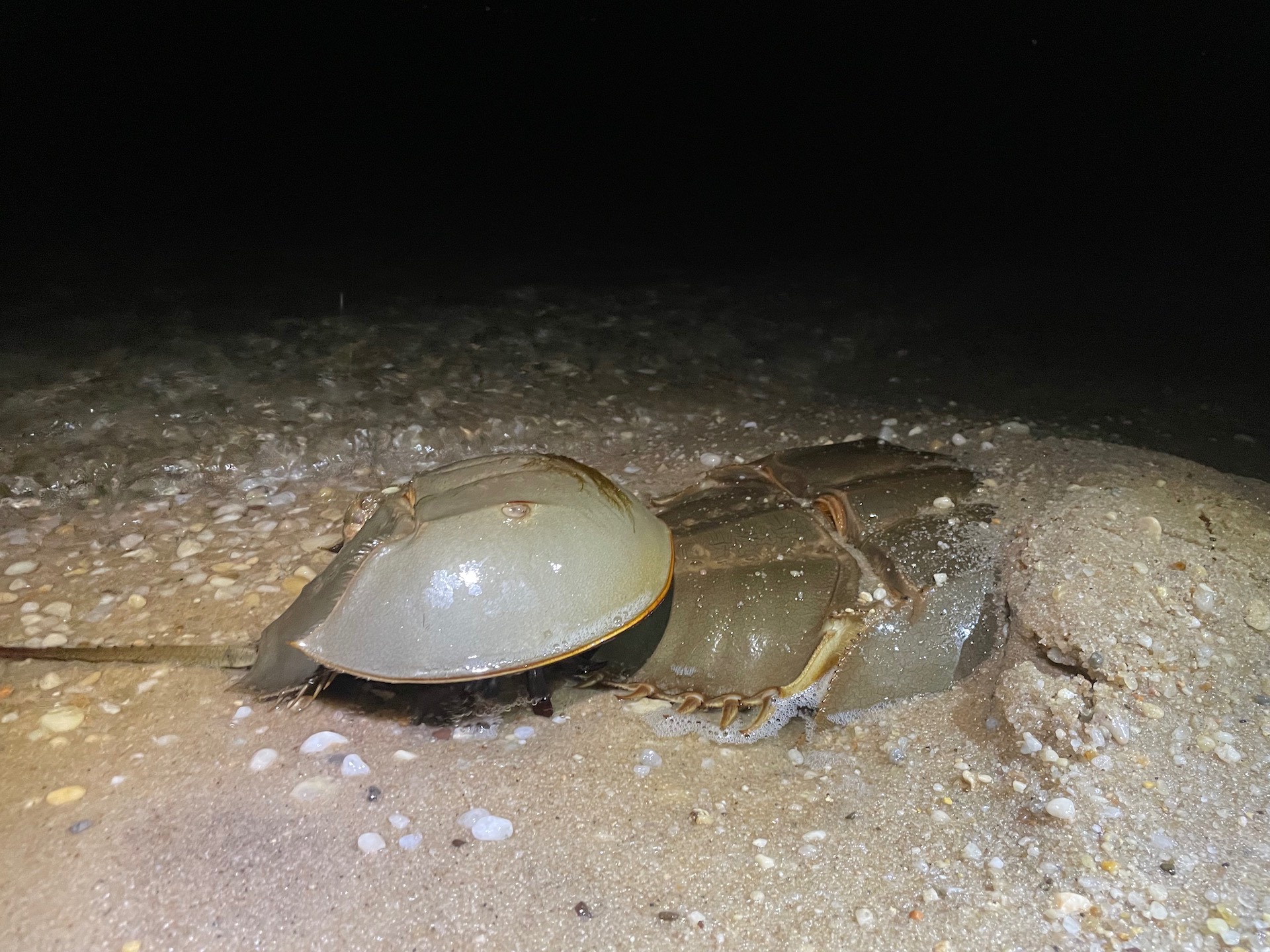Horseshoe crabs in shallow water, spawning