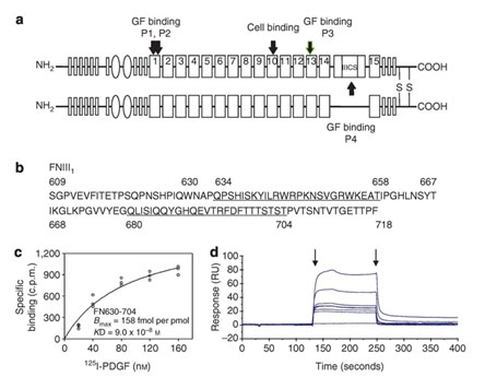 Peptide from First FN