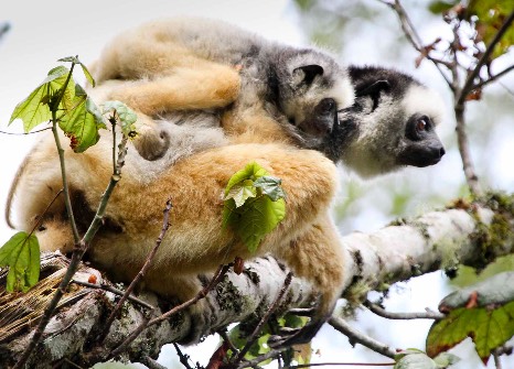 Lemurs