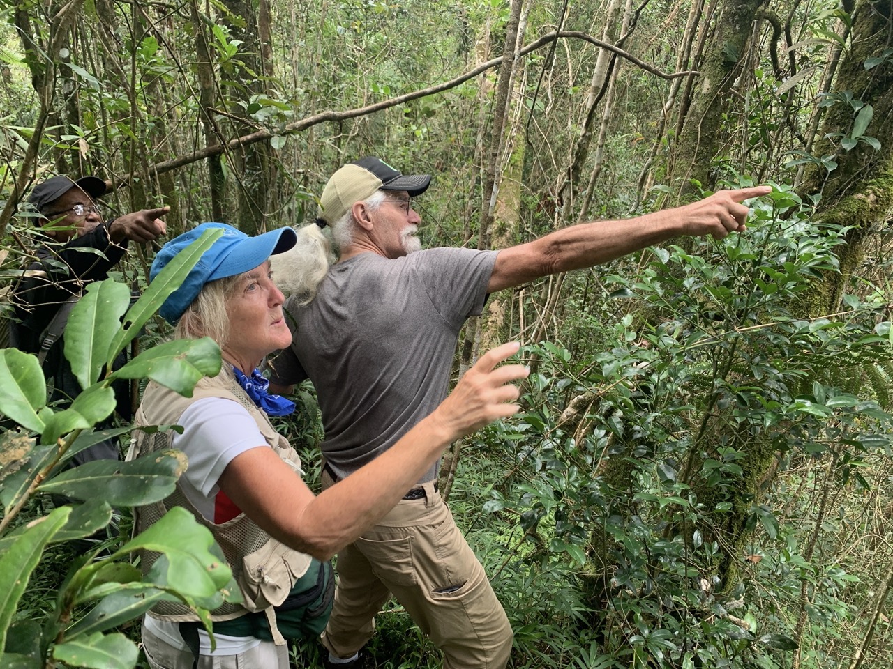 Planning the canopy walkway