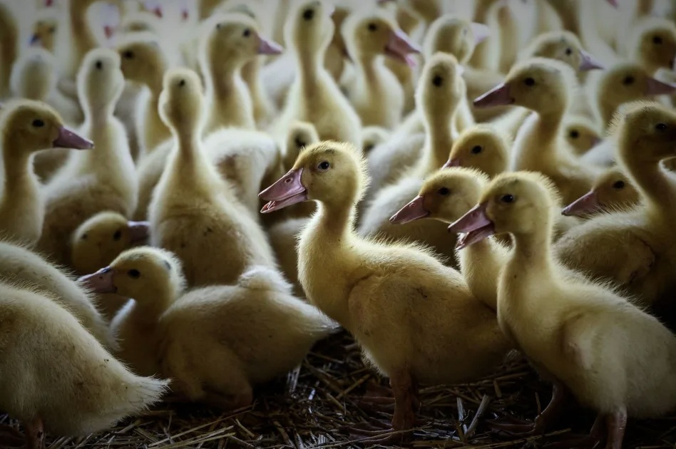 Ducks on Farm