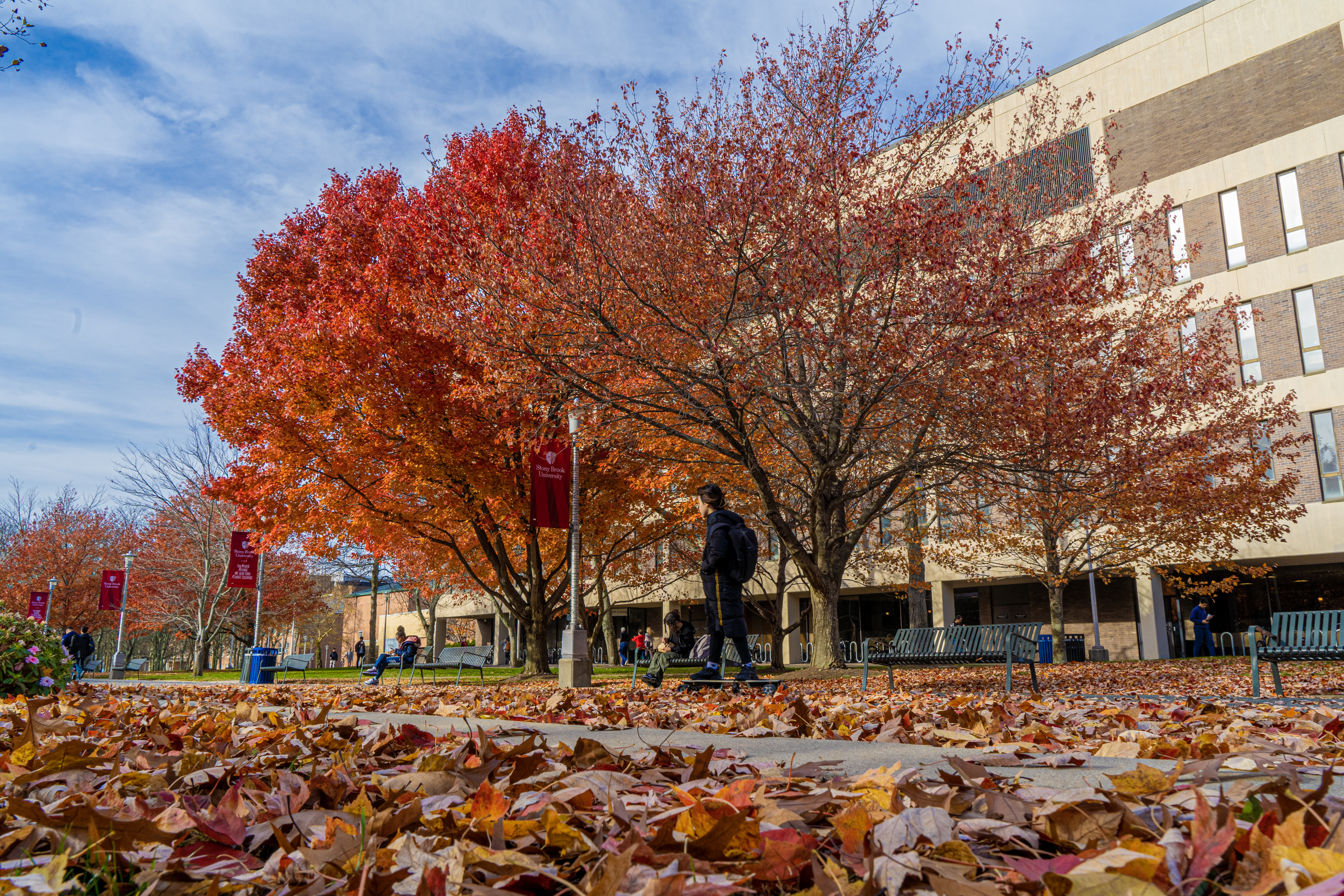 image of student walking on stony brook campus during the fall with a tree in the background and leaves on the ground