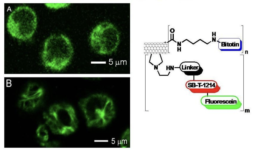 fluorescein