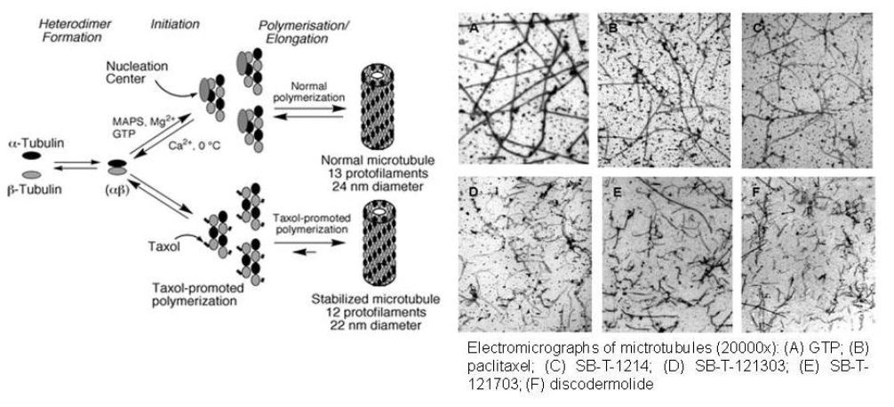 mechanism of action