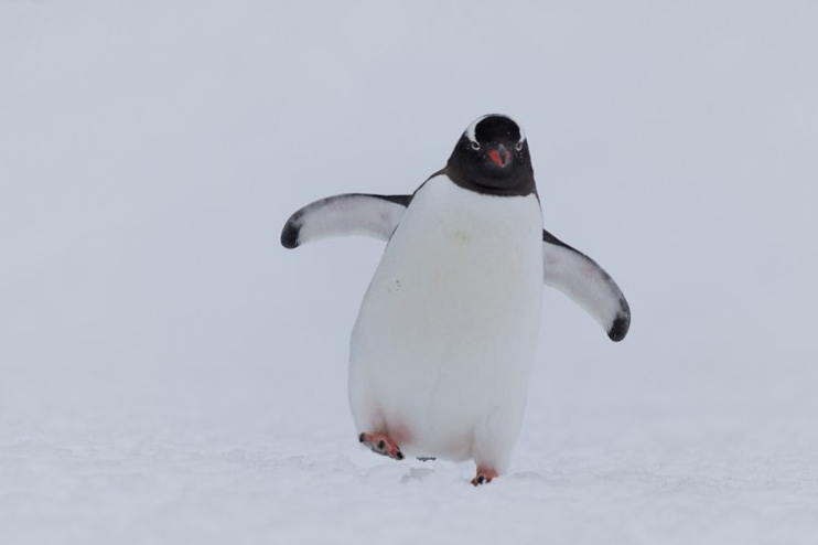 penguin