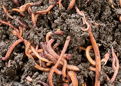 Many worms in a dark brown soil